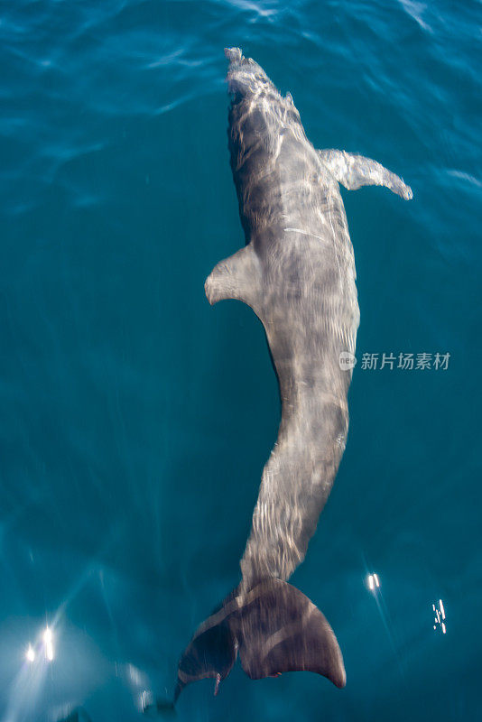 在观看海豚之旅期间，海豚在海里游泳。