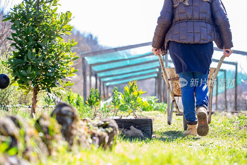 在蔬菜作物之间推着小推车的陌生女人