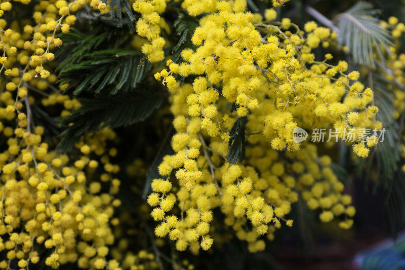 含羞草黄色的花