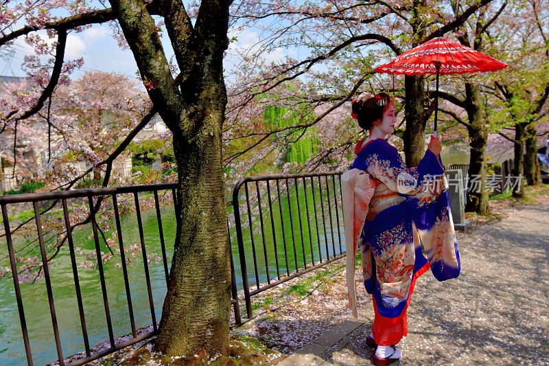 穿着美子服饰的日本妇女在京都运河边欣赏樱花