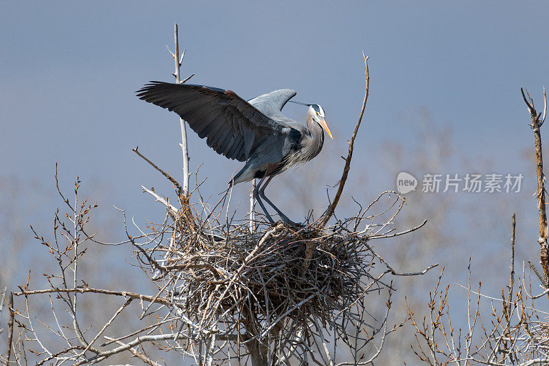大蓝鹭栖息和重建巢穴