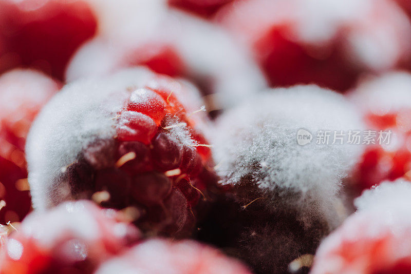 有绒毛霉菌的树莓