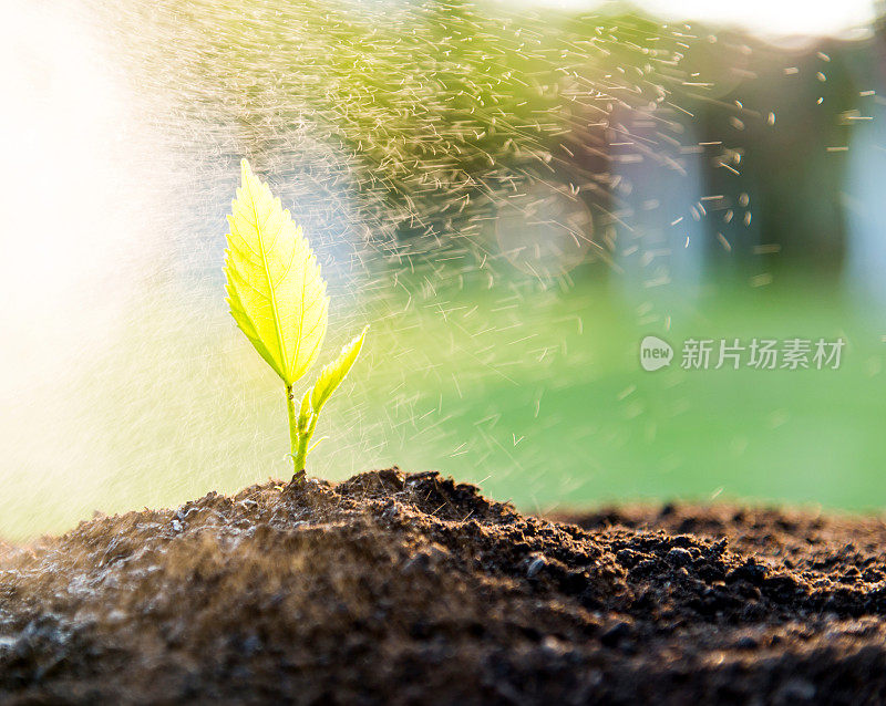 雨中绿苗