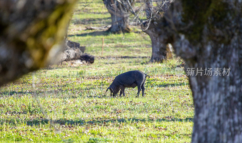 草原上春天的伊比利亚猪