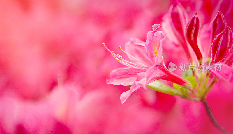 杜鹃花花背景