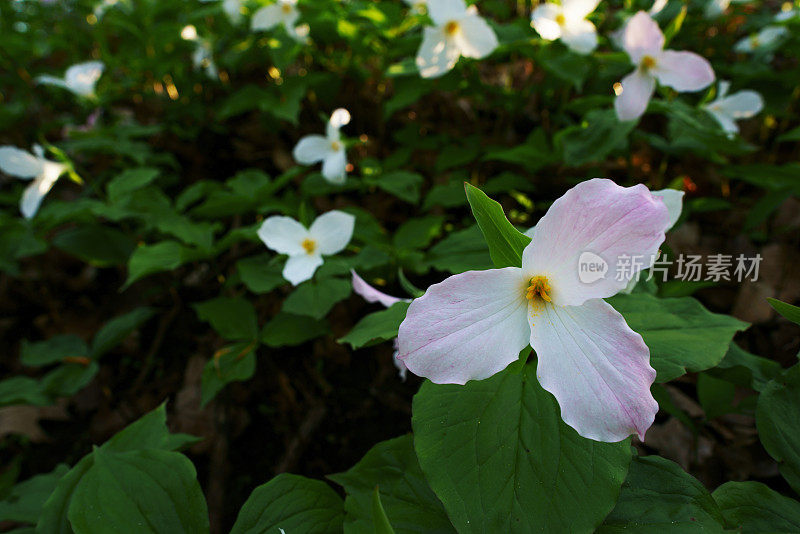 白色Trillium特写