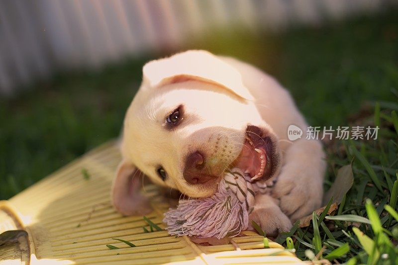 一只拉布拉多小狗坐在草地上嚼玩具