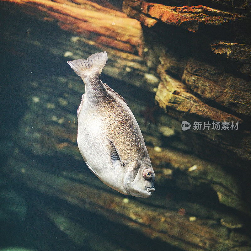 里斯本水族馆里的鱼