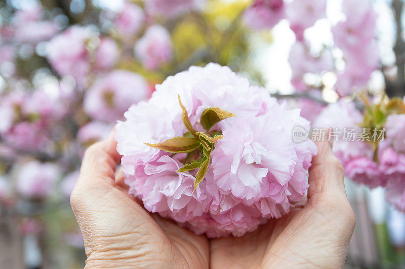 樱花和蓝天