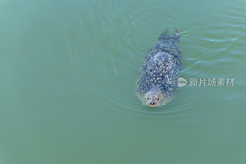 丹麦，中部朱特兰，林克宾峡湾，赫维德桑德，罗伯（平尼佩迪亚）。