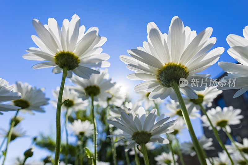 雏菊花和夏日天空