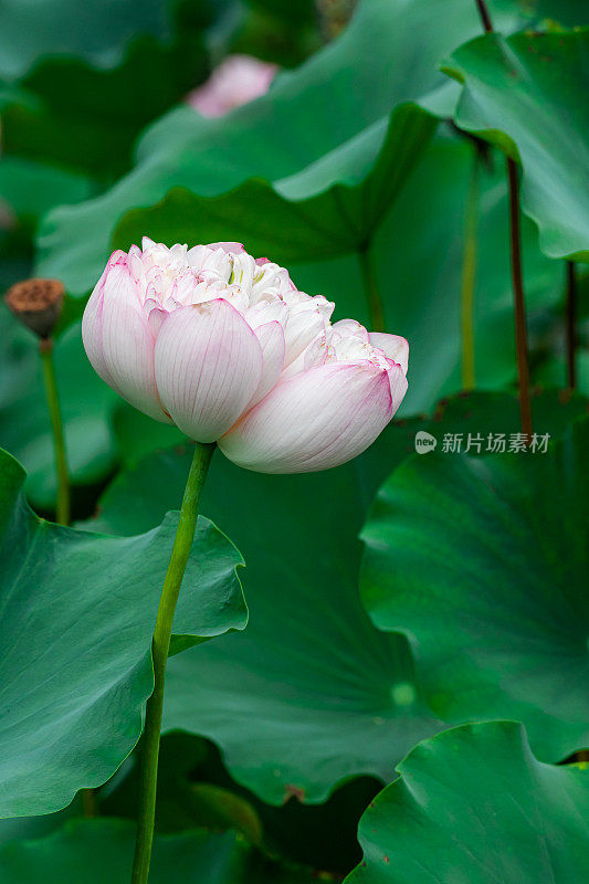 夏天，湖中盛开的荷花