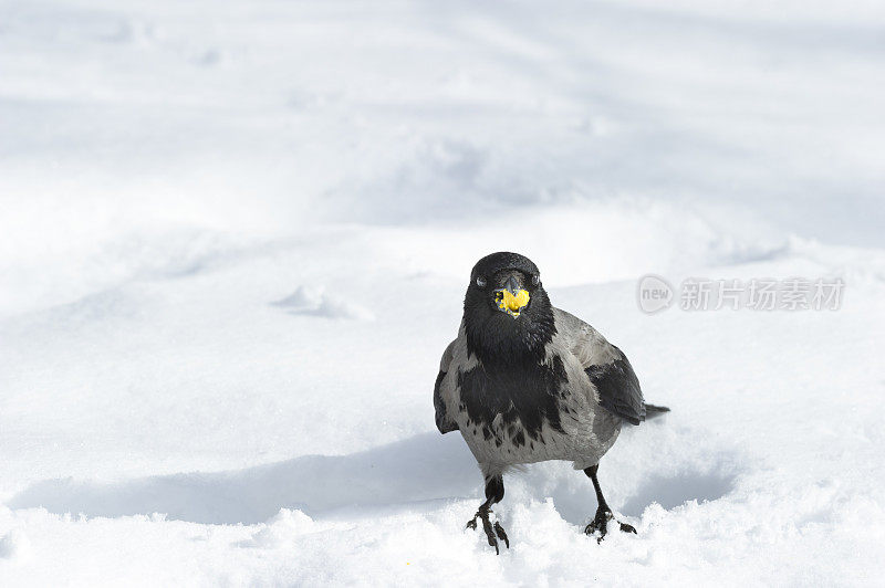 戴头巾的乌鸦在雪中吃煮蛋黄