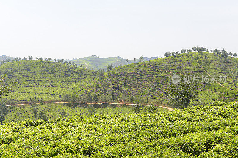 卢旺达靠近Nyungwe森林的茶园