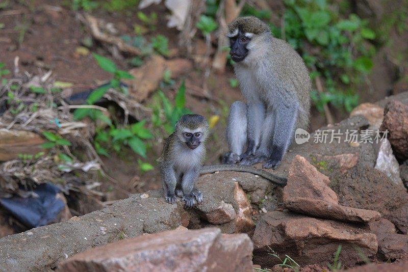 坦塔罗斯猴妈妈怀了孩子