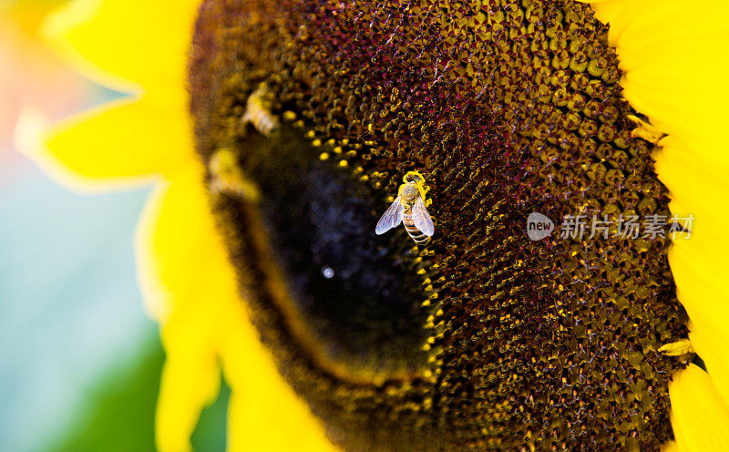 蜜蜂在向日葵上工作