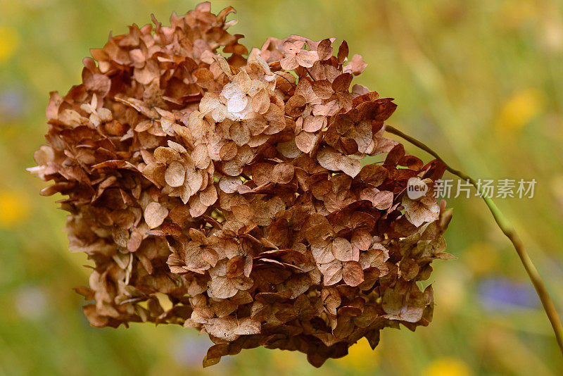 绣球花和变色