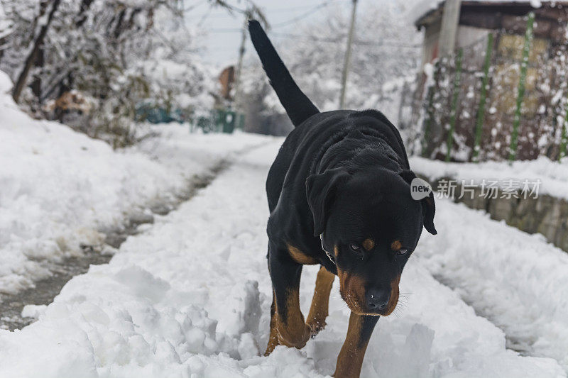 村子里的狗在雪地里玩耍