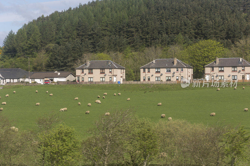 绵羊在爱丁堡草原，苏格兰，英国，英格兰