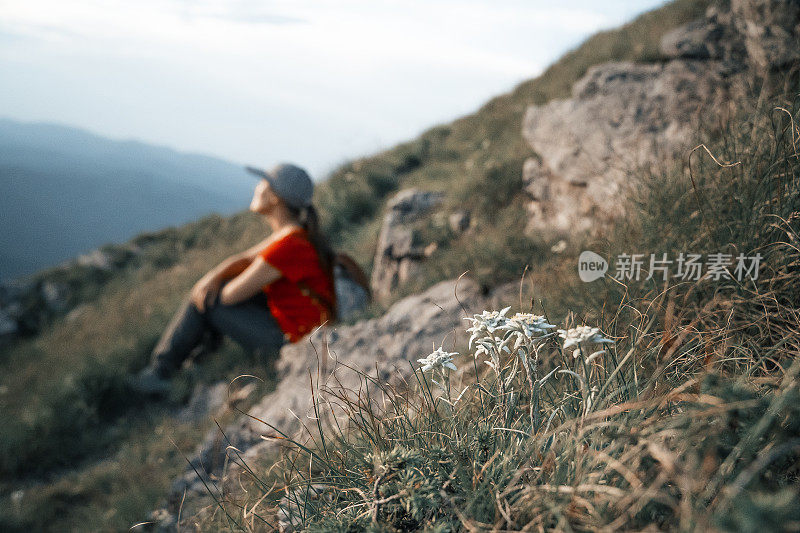 观点。山上的雪绒花和一个人的旅行者。在一个美丽的夏日阳光明媚的日子里欣赏群山。