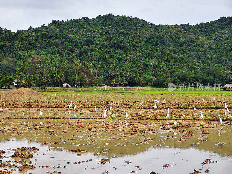 菲律宾巴拉望北部稻田里的鸟类