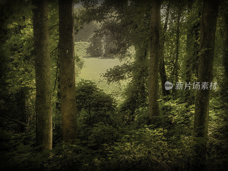 田园诗般的森林场景-软焦点;大气情绪-柔和的颜色