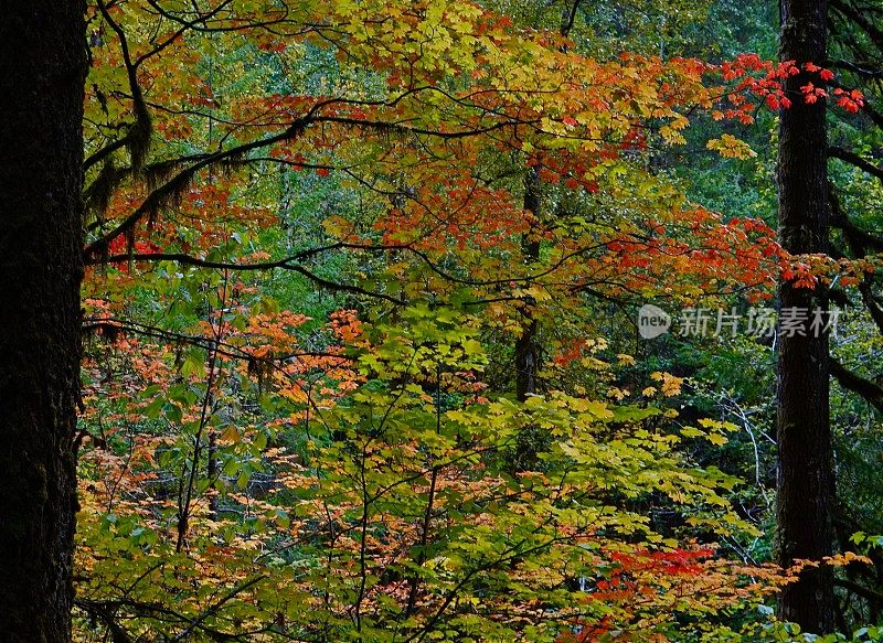 三姐妹荒野火种分支