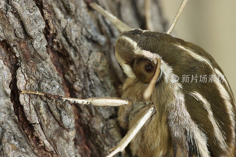 白线斯芬克斯蛾复眼近丹佛科罗拉多