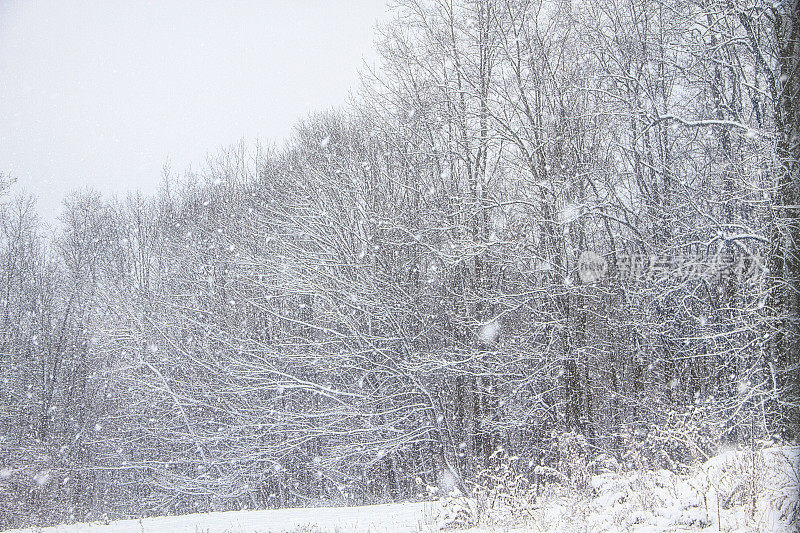 森林边缘的暴风雪