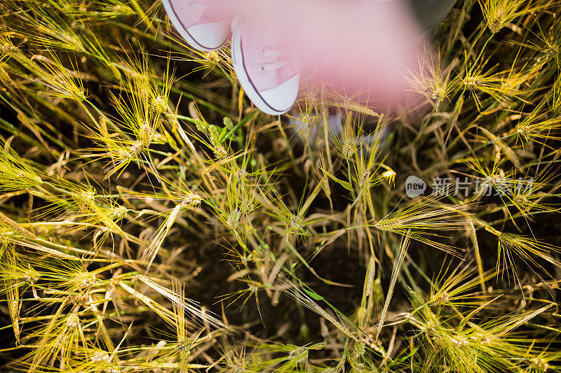 女孩在麦田里看着美丽的夕阳，复古复古的生活方式浪漫的样子