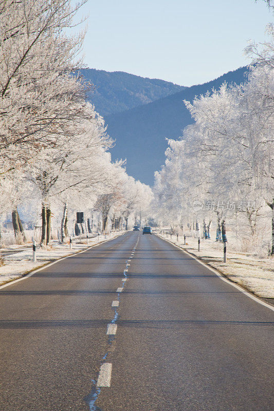 这是冬日仙境，乡间小路上的白桦树上覆盖着白霜