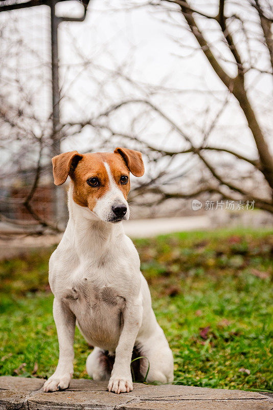 小猎犬坐在草地上