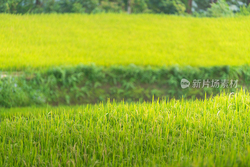 越南老街，日落时分，梯田上的稻田。越南西北部的稻田正在准备收割