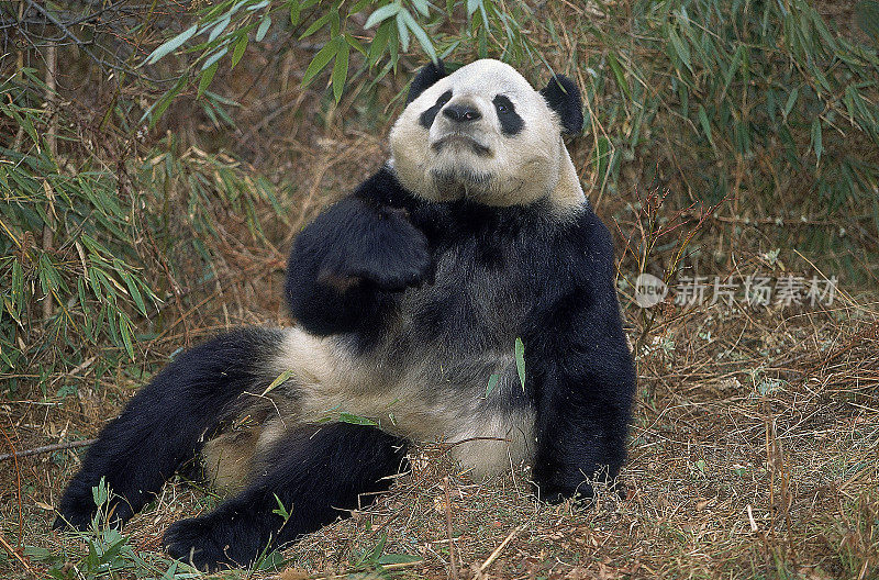 中国四川省卧龙保护区大熊猫