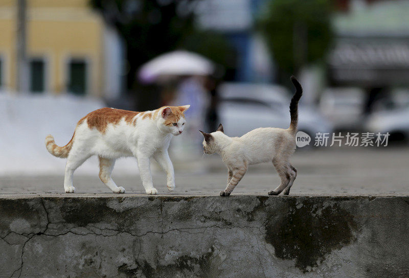 萨尔瓦多街头的猫