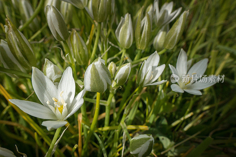 一组花的特写，称为伯利恒之星(鸟伞)