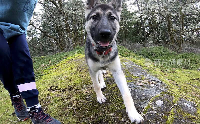 三个月大的哈士奇牧羊犬幼犬