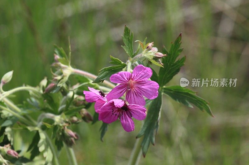 草原坡地上黏稠的天竺葵野花。