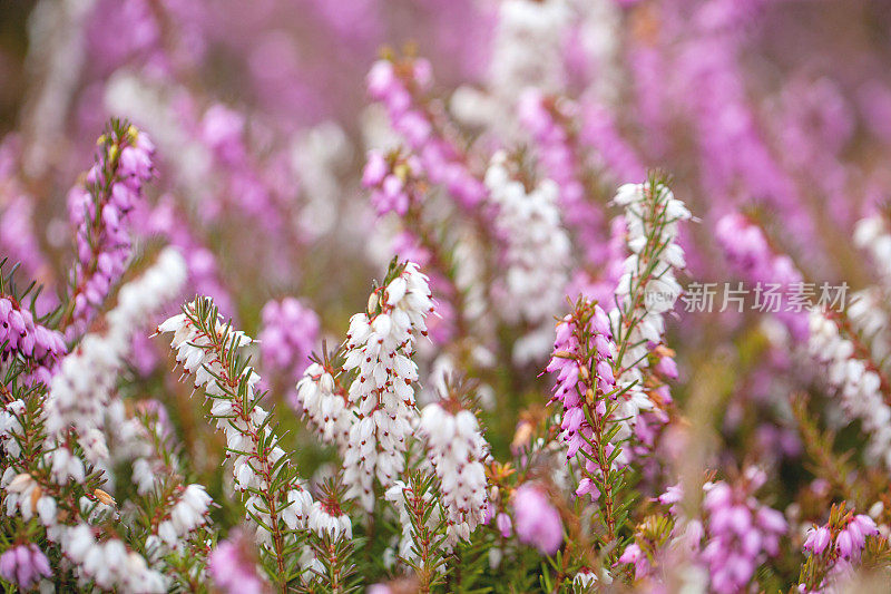 艾丽卡(Heather)工厂