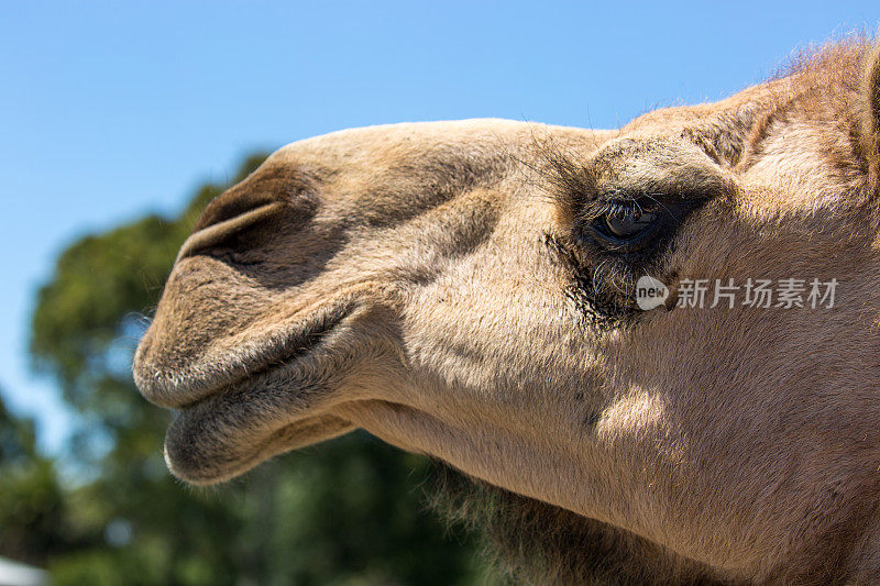 澳大利亚:骆驼