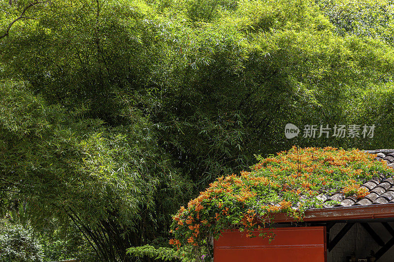竹叶、竹叶和爬山虎在赤陶土屋顶瓦上开着橙色的花。