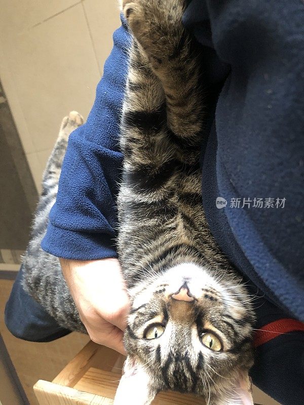 小猫爱