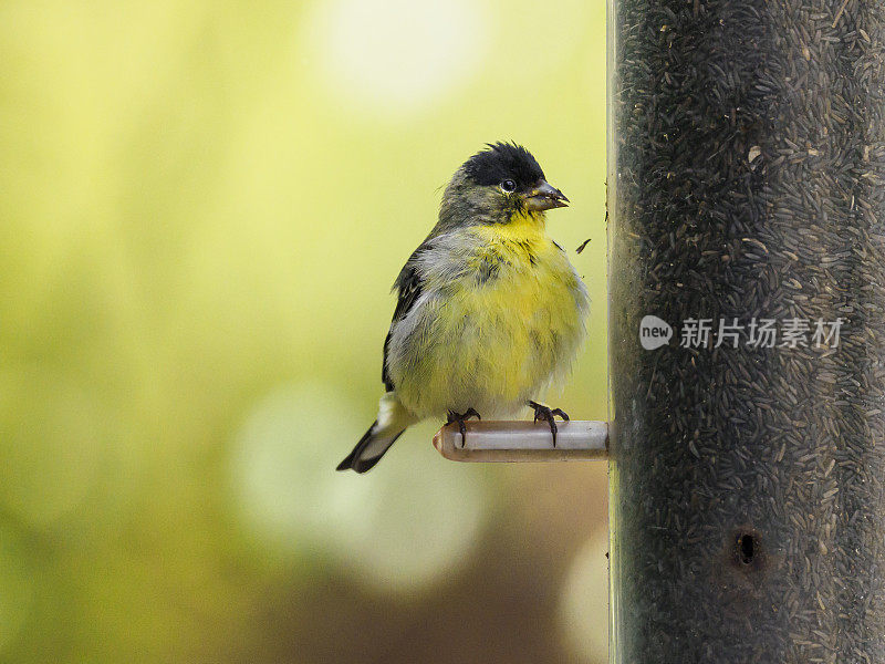 金翅雀栖息在鸟喂食器上奈杰种子俄勒冈野生鸟