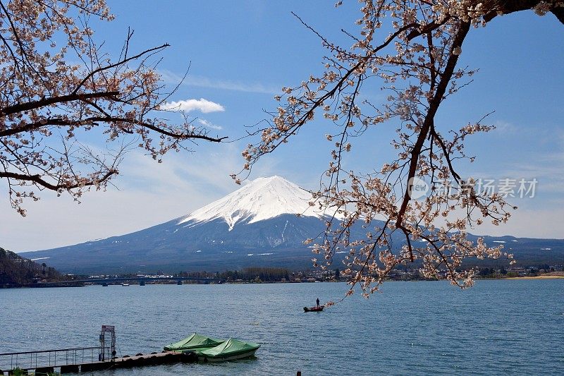 富士山和川口湖的樱花