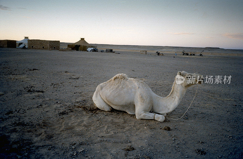 在阿尔及利亚的撒哈拉难民营，一只骆驼在日出时休息