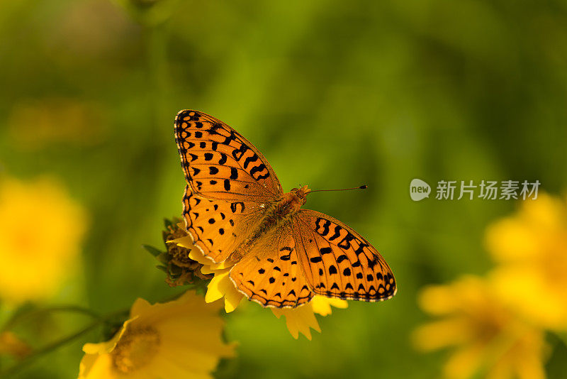 橙色蝴蝶在黄花上