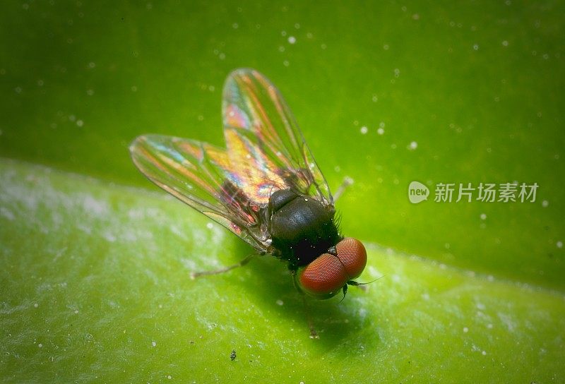 雄性扁足蝇(双翅目;Platypezidae)