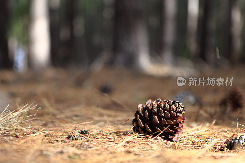 福雷斯特地板松果单一对象特写