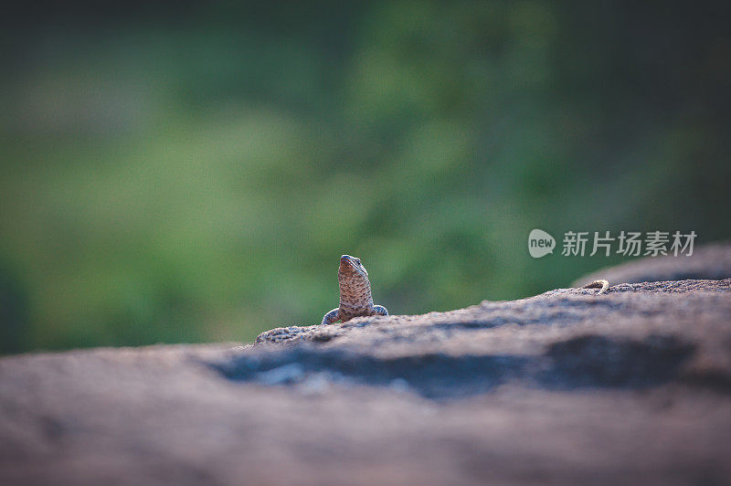 一只在岩石上爬行的蜥蜴。