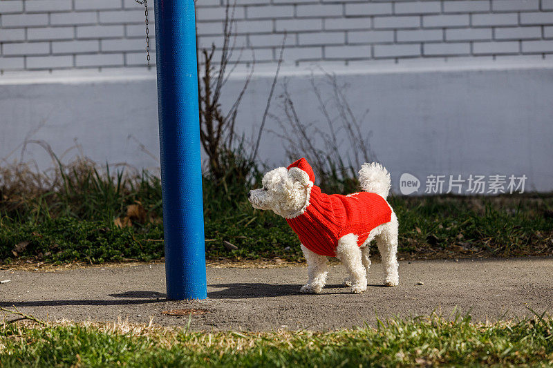 在消防栓旁边穿着红色衣服的时尚狗
